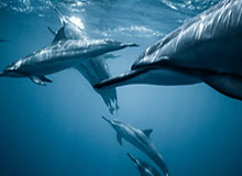 北京国安赛前踩场训练：张玉宁、恩加德乌跟队训练，主帅参与其中